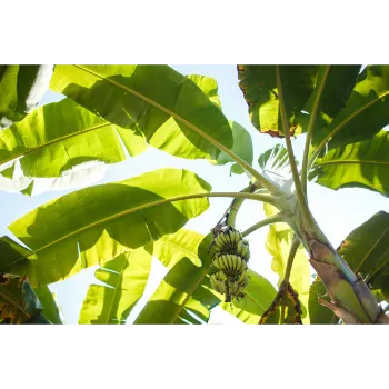 Organic Banana Plants